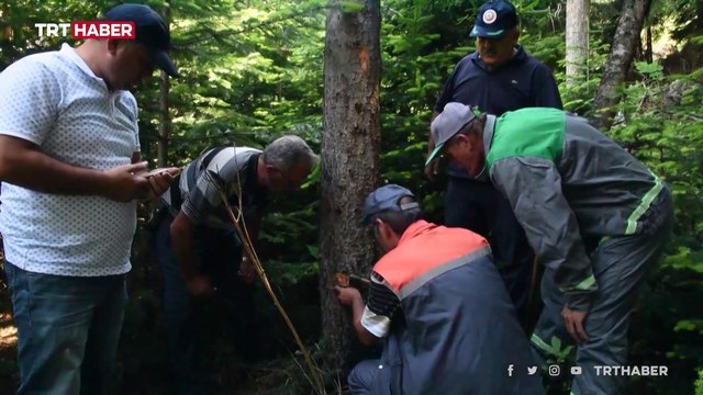 'Sekiz dişli kabuk böceği' ladin ağaçlarına zarar veriyor