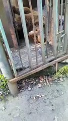В Сухуми медведя держат в клетке