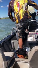 Rescuing a Heron Hanging From a Tree