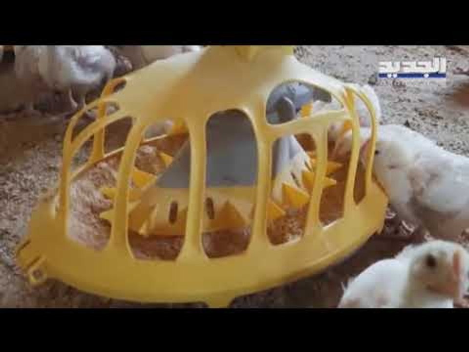 وزير الزراعة يدعو الشعب إلى استهلاك الدجاج وقطاع الدواجن ومعه آلاف الأسر في خطر- حسان الرفاعي