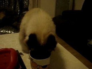 Chatte aime le chocolat