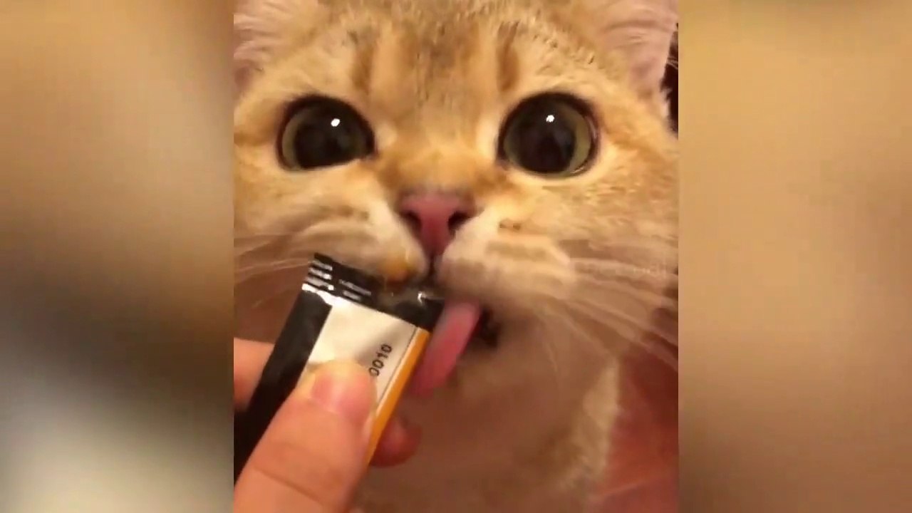 Best Of The dogs - 2021 cats Funny - Animal Videos (HD - 2021)