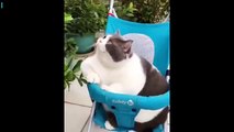 Aww Animals! r_aww Most viewed aww and cute animals compilation of the week