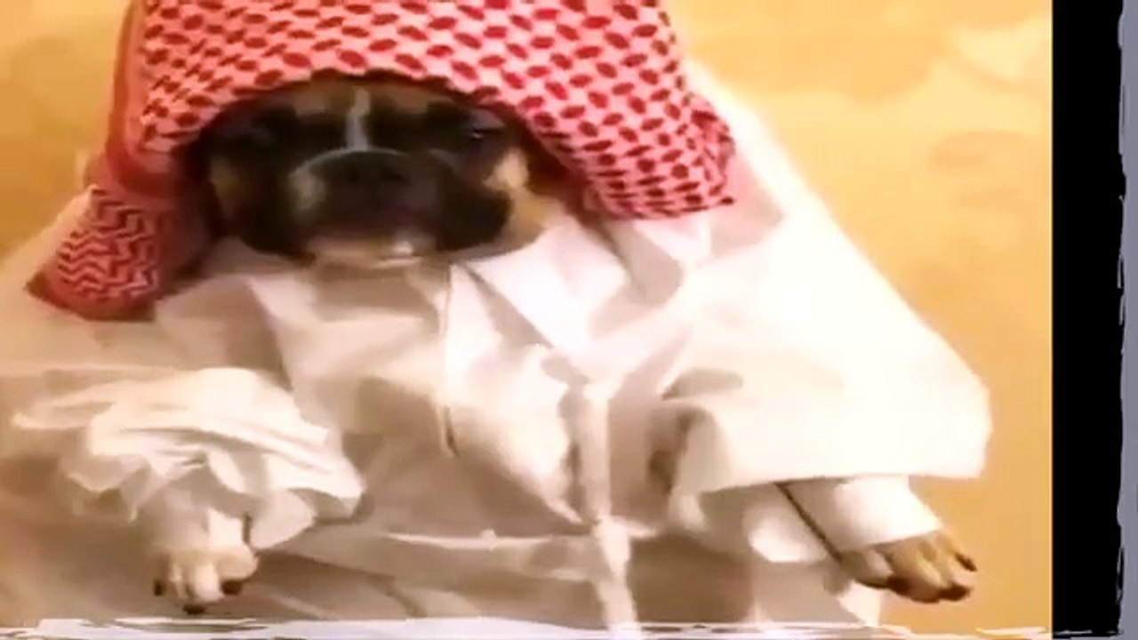 TRY NOT TO LAUGH   FUNNY ANIMALS _ Funny Videos March 2019 ( 360 X 640 )