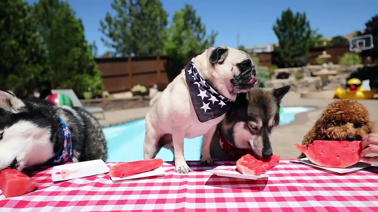 Epic Watermelon Eating Contest