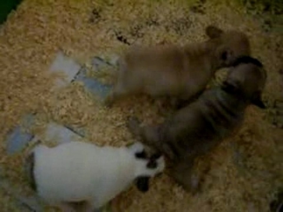 bébés bouledogues français