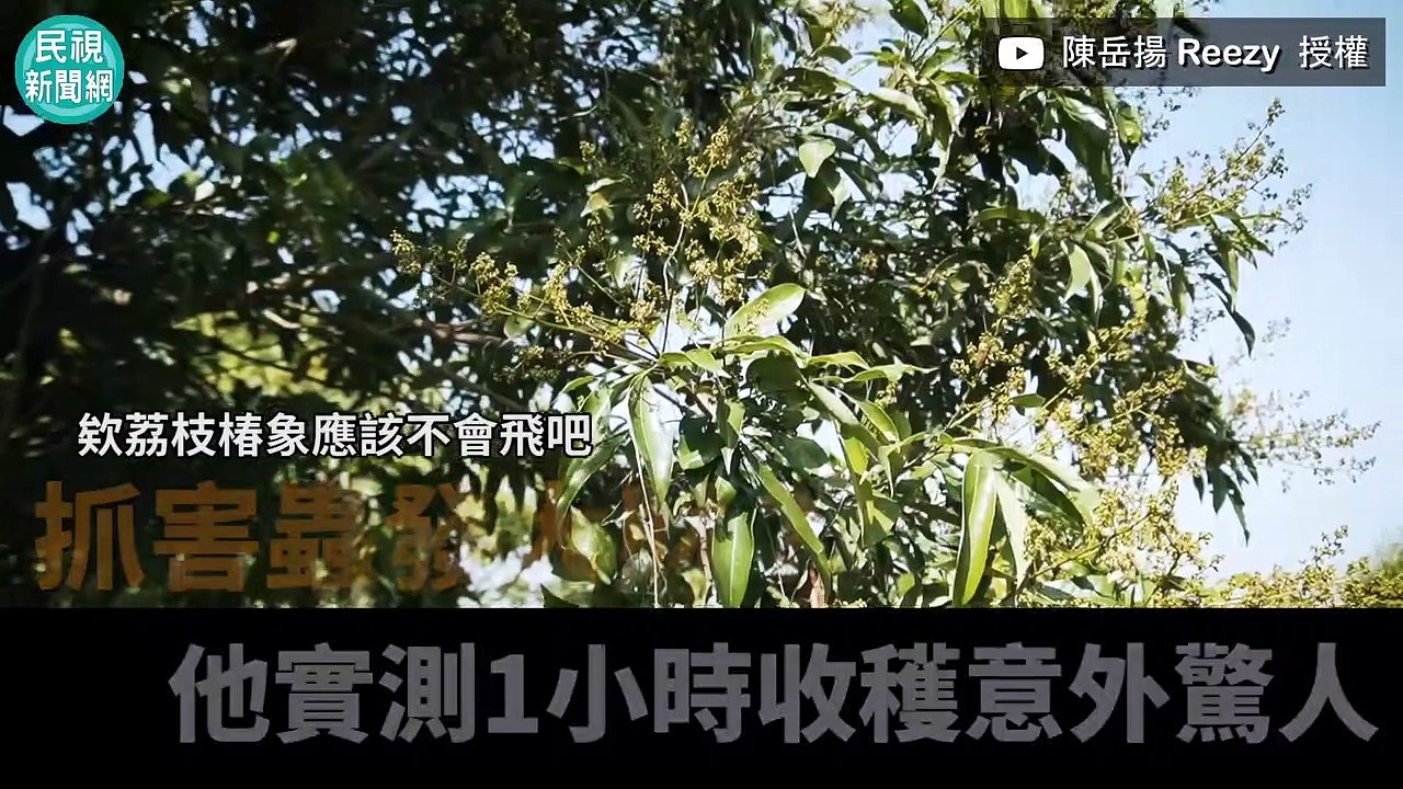 抓害蟲發大財？他實測1小時收穫意外驚人