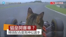 貓皇F1賽車初體驗！坐螢幕前配合畫面左右轉頭神似賽車手