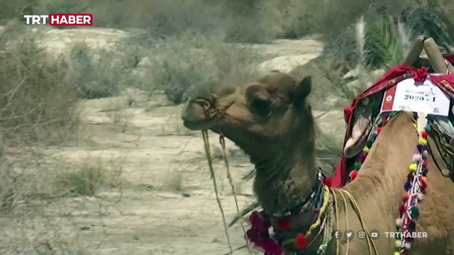 Pakistan'da gezici deve kütüphane çocukları kitapla buluşturuyor