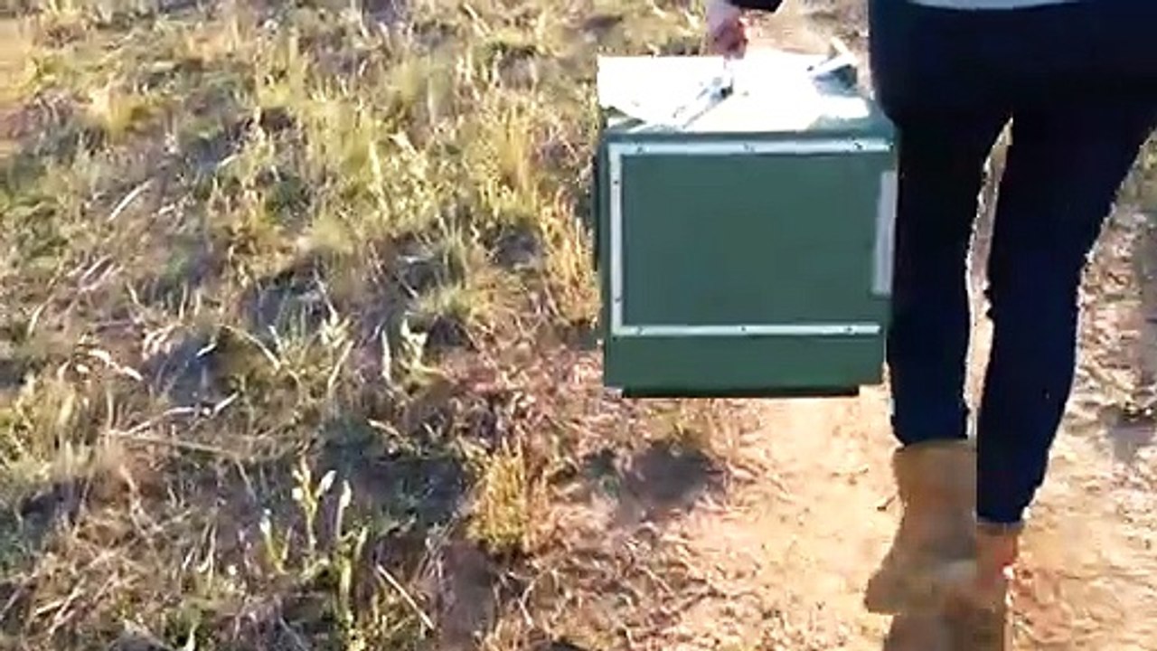Plains-wanderers released in northern Victoria