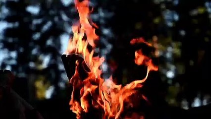 Fire flames under forest