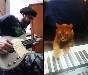 Les chats ont inventé le Jazz... on en a la preuve