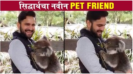 Siddharth Chandekar's New Australian Friend 'KOALA' | सिद्धार्थचे नवीन दोन PET FRIENDS