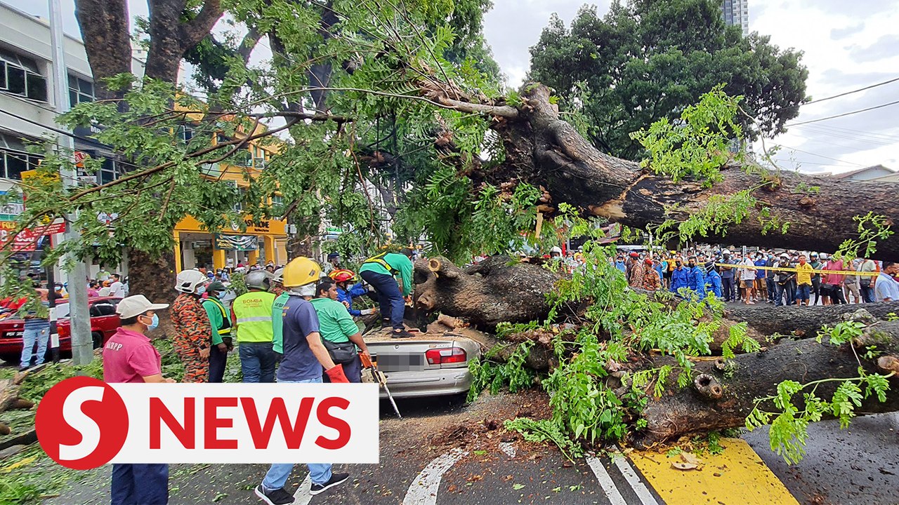 Driver killed as tree falls on car in Penang - video Dailymotion