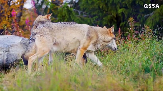 Yellowstone: Behind-The-Scenes Stories & Scandals Revealed! |⭐ Ossa