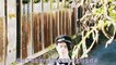 日劇 » 江戶川亂步 短篇集：1925年的明智小五郎02