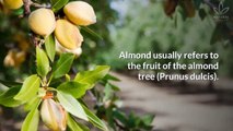 11 Great Benefits of Almond Oil for Hair, Face and Skin