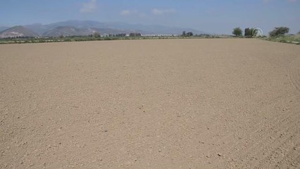 İncirliova'da pamuk üreticisi kuraklıktan dolayı ayçiçeğine yöneldi