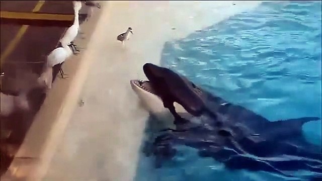 Whale Eat Pelicans Pelican eat Cat Bird Fish