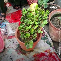 Know Which Plant Will Bring Goodluck To Your Home