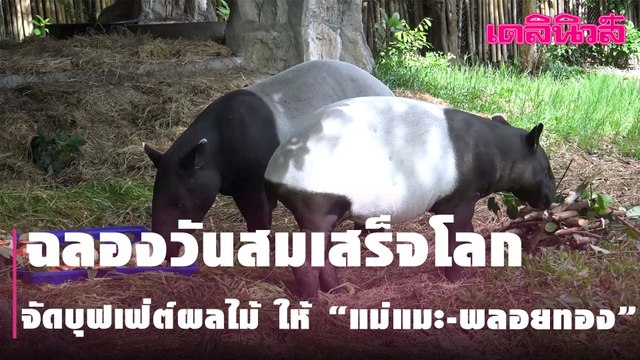 ฉลองวันสมเสร็จโลก สวนสัตว์สงขลา จัดบุฟเฟ่ต์ผลไม้ ให้ “แม่แมะ-พลอยทอง”
