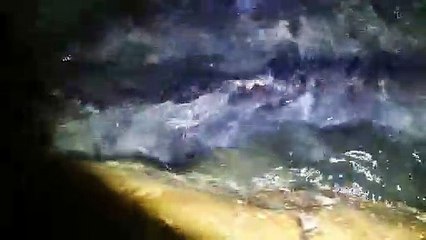 En grupos y de forma voraz: así se alimenta el siluro en las colas del embalse de Iznájar