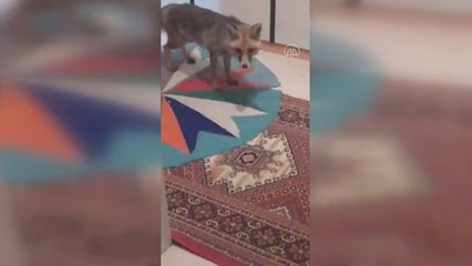 Bir hayvansever beslediği tilkinin kendisini takip edip evine girmesini görüntüledi