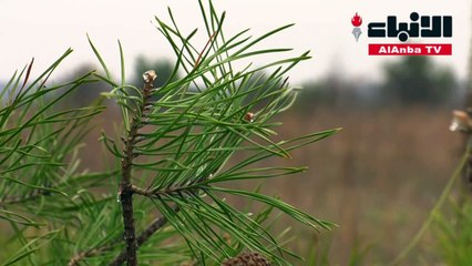 حصان شيفالكسي.. رمز الحياة الجديدة في تشرنوبيل