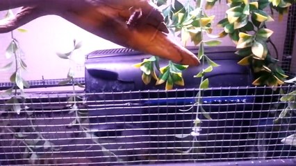 Top 10 Animales Aterradores Por Sus Métodos De Caza