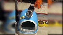 Baby Cats  Cute and Funny Cat Videos Compilation  Humor animals