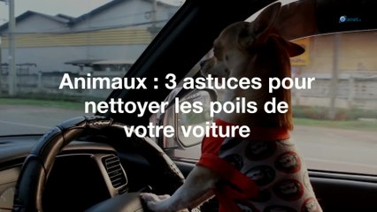 Animaux : 3 astuces pour nettoyer les poils de votre voiture