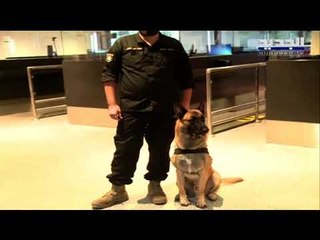 تقنية جديدة لتقصي مرضى كوفيد 19 : كلاب مدربة في مطار بيروت تفحص الكورونا بسبع دقائق