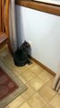 Cold Kitty Sits Calmly on Heater Vent