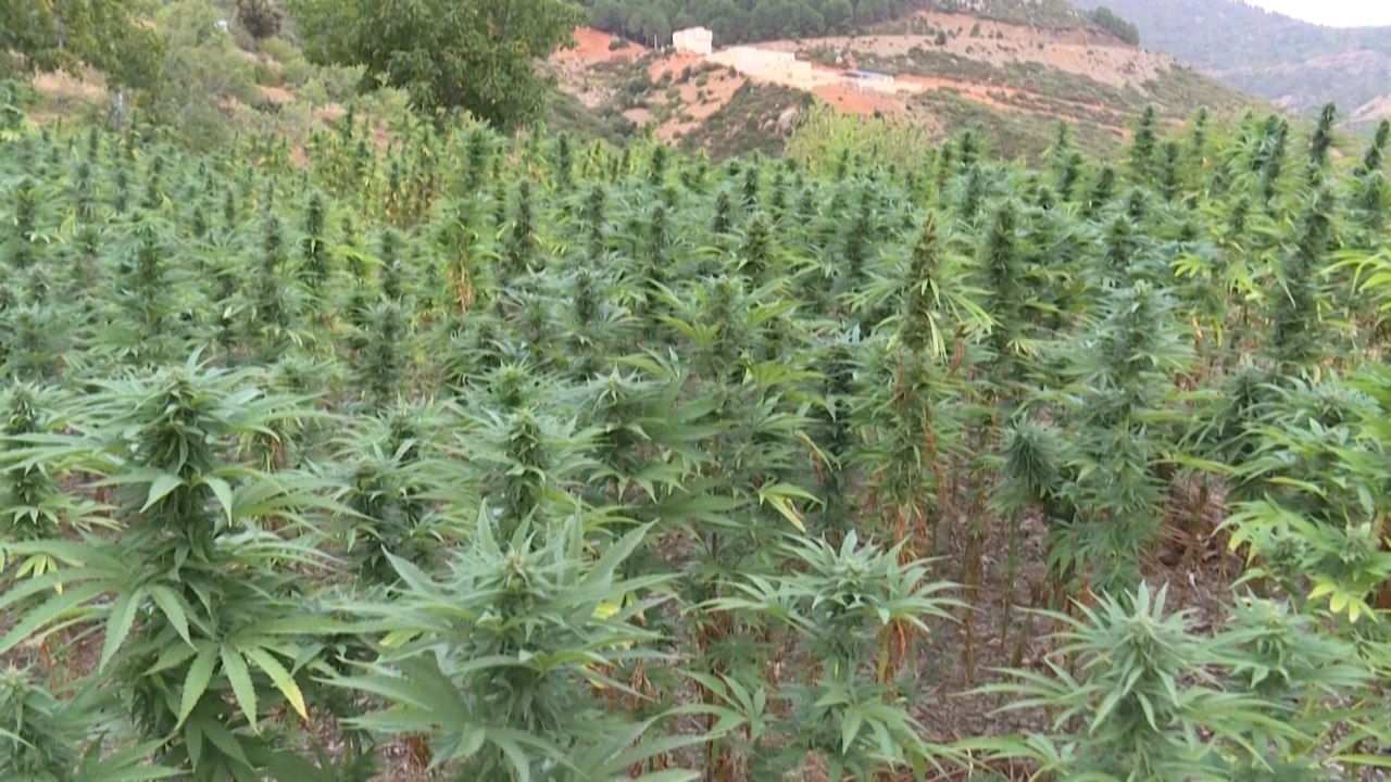 Marokko will Anbau von medizinischem Cannabis legalisieren