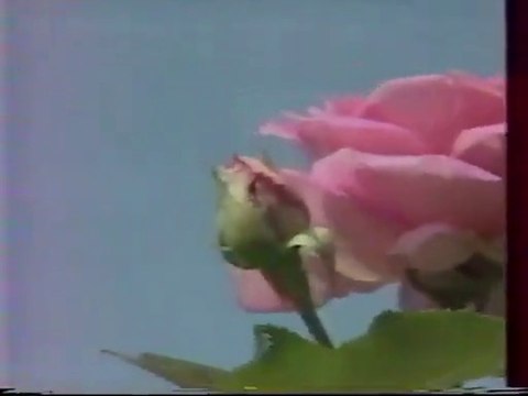 madame de fontenay et les miss