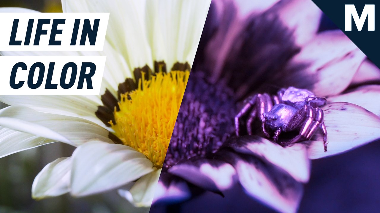 How David Attenborough's 'Life in Color' captured what the eye can't see