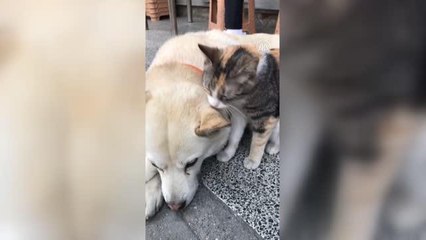 Kedi ile köpeğin dostluğu ilgi odağı oldu
