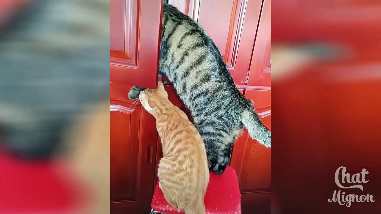 Chat Mignon ✪ Chat Drôle ✪ Vidéo De Chat À Mourir De Rire