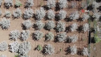 Tarihi Harput Mahallesi kiraz çiçekleriyle beyaza büründü