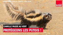 Protégeons le putois ! - Camille Passe au Vert