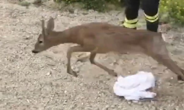 Senigallia (AN) - Salvato capriolo caduto nelle acque del porto (27.04.21)