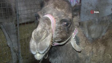 3 deveyle başladı, ilk deve çiftliğini kurdu