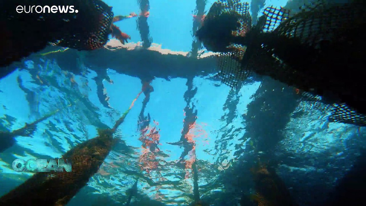 Weniger Plastik im Meer: Netze recyceln oder Bio-Material nutzen