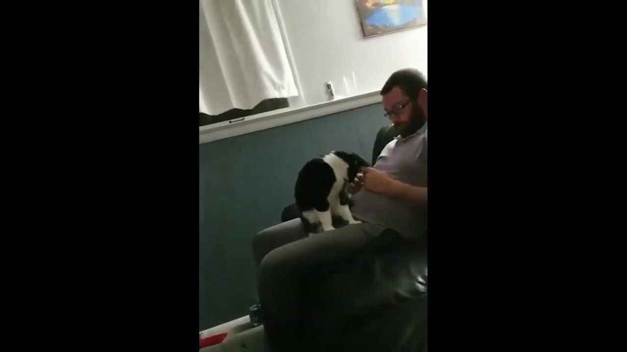 Try not to laugh Funny Cats Compilation
