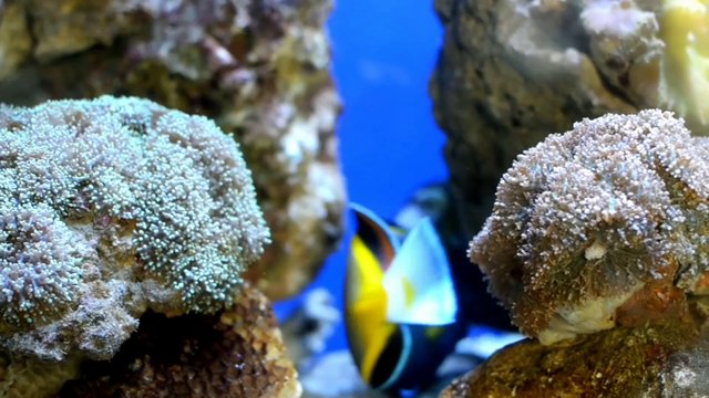 beautiful fishes - funny fishes