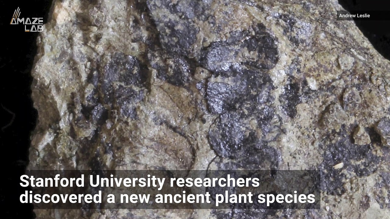 This Really Old Plant Fossil Could Give Us a Rare Look at the Evolution of Plants