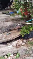 Guys Try to Break Up Fighting Water Monitors