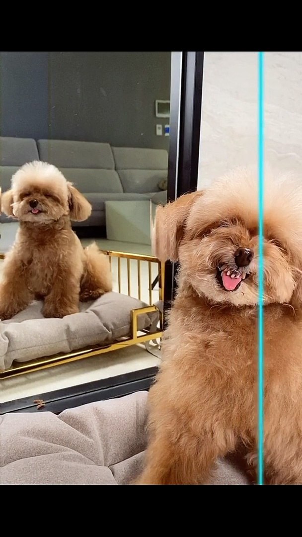 Animals With Attitude | FUNNY ANIMALS