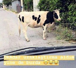 Boşandığı eşine sosyal medyadan 'inek'li gönderme yapan kadına ceza