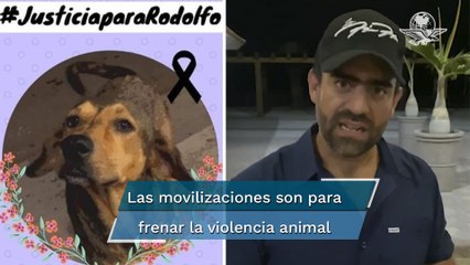 Procesan a joven que mató a perrito “Rodolfo", escarmiento a maltratadores de animales: activista